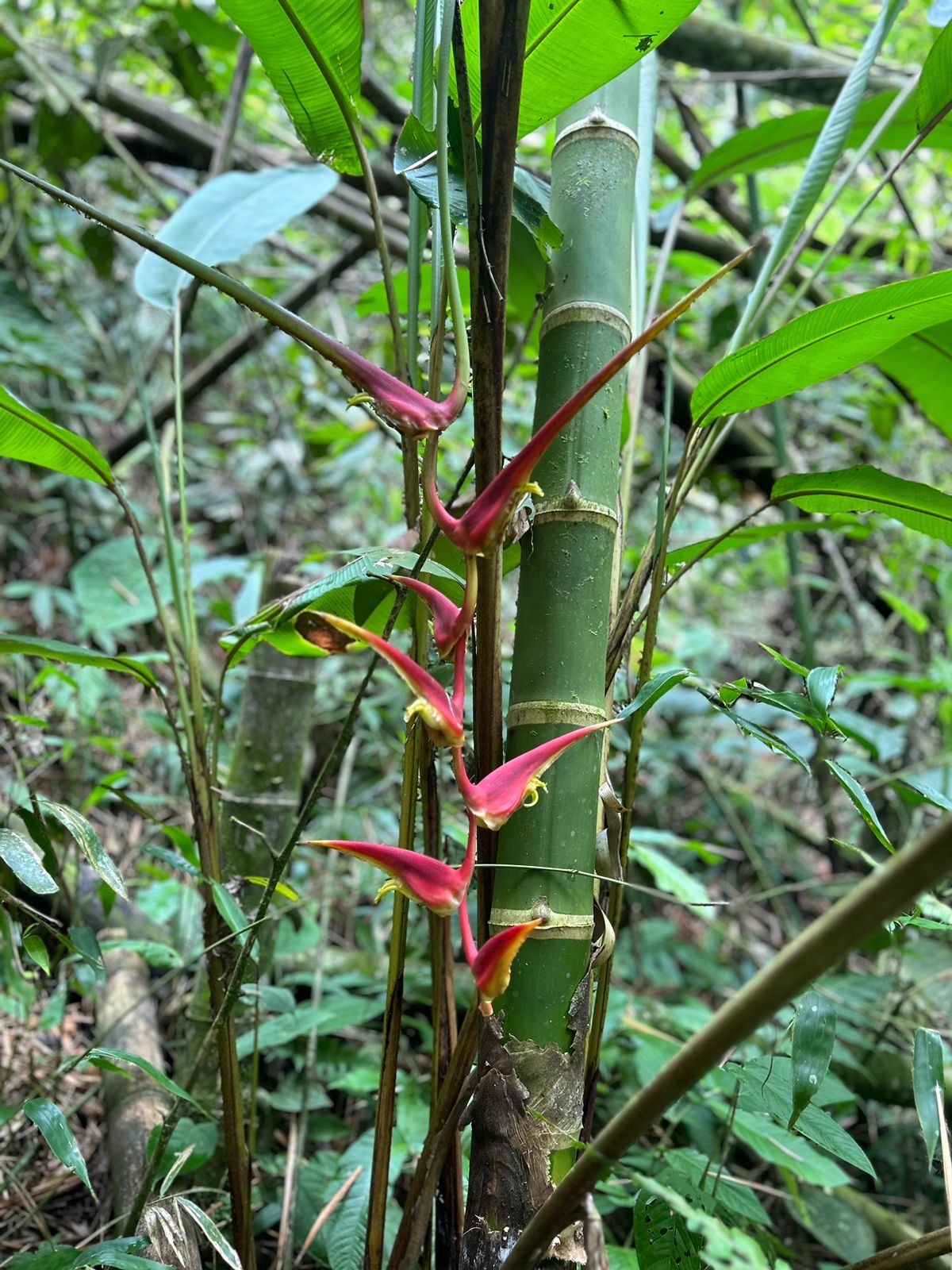 Una nueva especie de Heliconia fue registrada desde la Uniquindío
