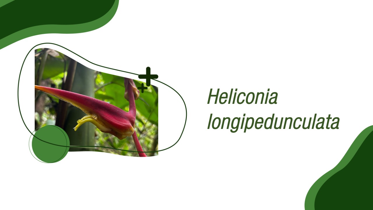 Una nueva especie de Heliconia fue registrada desde la Uniquindío
