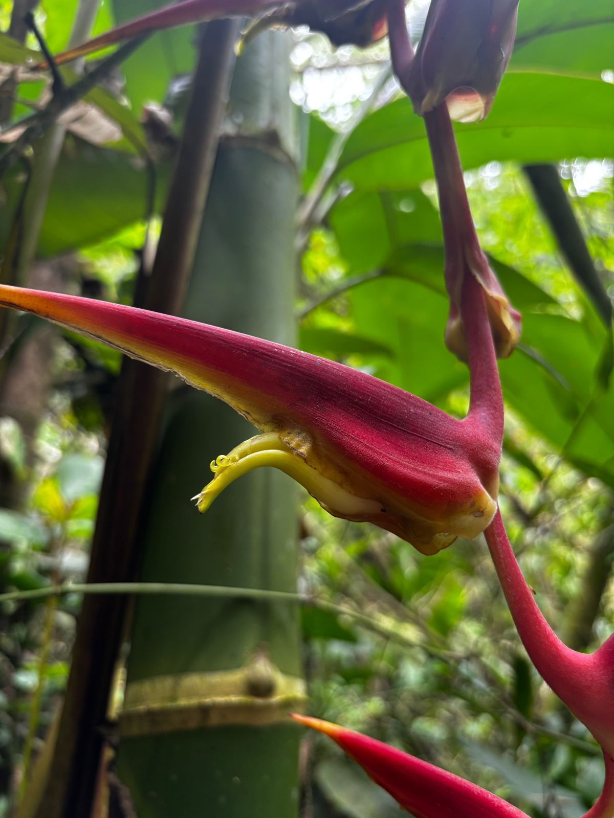 Una nueva especie de Heliconia fue registrada desde la Uniquindío Una nueva especie de Heliconia fue registrada desde la Uniquindío